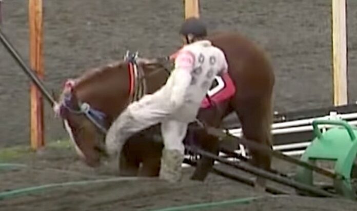 japan, horse racing, animal cruelty japan, horse racing, animal cruelty